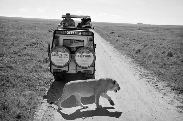 Ngorongoro Tanzania Október Kép Néhány Turistáról Egy Autóban Akik Oroszlánt — Stock Fotó