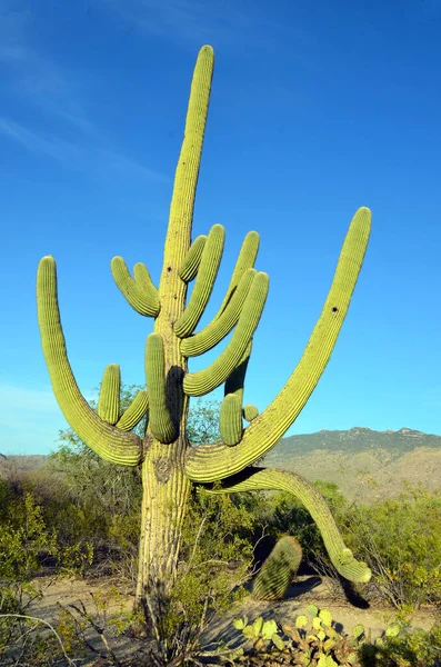 Saguaro Kaktus Öknen — Stockfoto