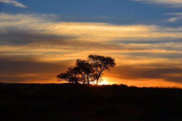 Früh Morgen Roter Himmel Baum Silhouette — Stockfoto