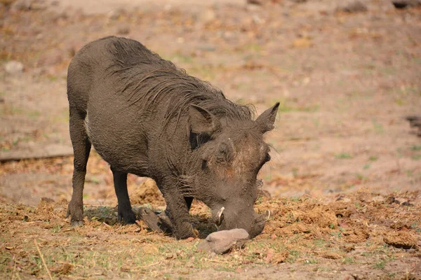 WarthogまたはCommon Warthog Phacochoerus Africanus サハラ以南のアフリカの草原 サバンナ 森林地帯に住むブタ科の野生種である — ストック写真
