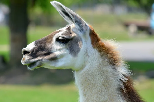 Primer Plano Lindo Lama Zoológico — Foto de Stock