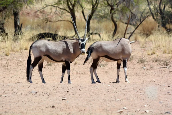 Gemsbock Oder Gemsbuck Oryx Gazella Namib Naukluft Nationalpark Ist Ein — Stockfoto