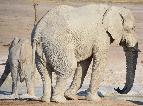 看到一头被白泥覆盖的大象 埃托沙国家公园 伊豆沙象大约有2500头 主要集中在多达50头的繁殖牛群中 — 图库照片
