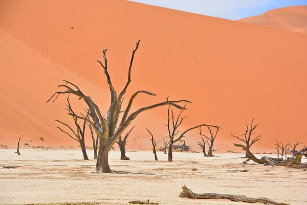 Мертвое Дерево Пустыне Намибии — стоковое фото