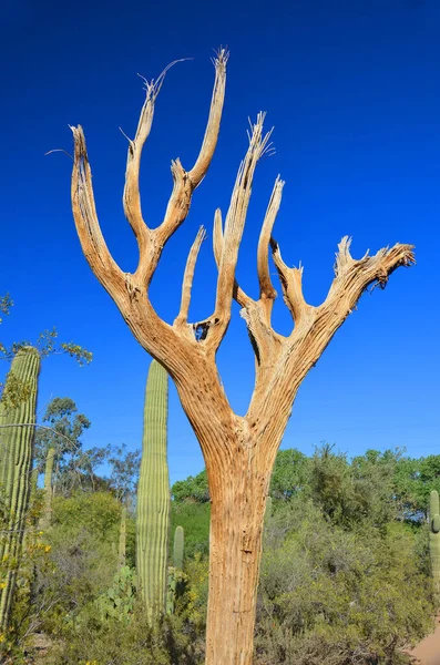 Dead Saguaro Una Especie Cactus Arborescente Género Monotípico Carnegiea Originario — Foto de Stock