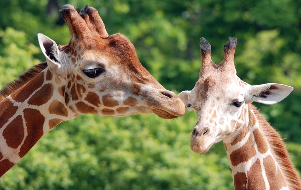 Жираф Giraffa Camelopardalis Африканское Копытное Копытное Млекопитающее Самое Высокое Ныне — стоковое фото