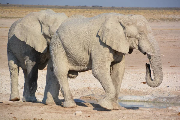 看到一头被白泥覆盖的大象 埃托沙国家公园 — 图库照片
