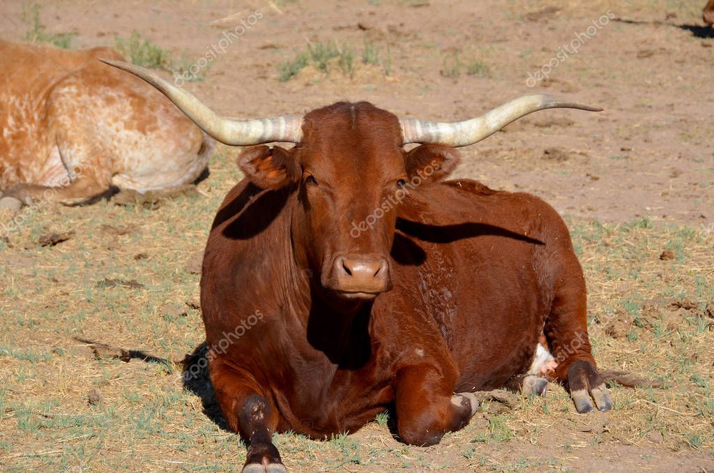 La longhorn de Texas es una raza de ganado conocido por sus cuernos
