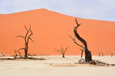 Deadvlei, Namibya 'daki Namib-Naukluft Parkı' nın içindeki Sossusvlei 'nin daha ünlü tuz tepsisi yakınlarında bulunan bir tavadır. Ayrıca Deadvlei ya da Dead Vlei olarak da bilinir, adı 