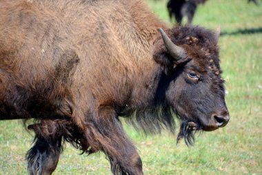 Yeşil çayır üzerinde vahşi bizonlar