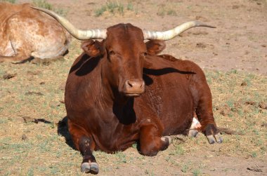 Teksas Longhorn, öküz ve istisnai inekler için bahşiş olarak 7 feet (2.1 m) uzunluğuna kadar uzanan, karakteristik boynuzlarıyla bilinen bir sığır cinsidir..