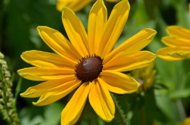 Rudbeckia. Türler genellikle koni çiçekleri ve siyah gözlü susanlar olarak adlandırılır; hepsi Kuzey Amerika 'ya özgüdür ve birçok tür gösterişli sarı veya altın çiçekli başları için bahçelerde yetiştirilir..