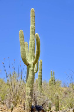 Saguaro, Carnegiea familyasından bir kaktüs türüdür. ABD 'nin Arizona eyaletindeki Sonoran Çölü' ne (Saguaro Ulusal Parkı) özgüdür..