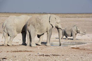 Beyaz çamura bulanmış bir fil görüntüsü (Etosha Ulusal Parkı) Namibya Afrika