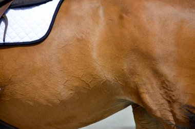 BROMONT-CANADA JULY 29: Unknown rider on a horse during 2011, INTERNATIONAL BROMONT on July 29, 2011 At the Equestrian 1976 Montreal Olympic Park.