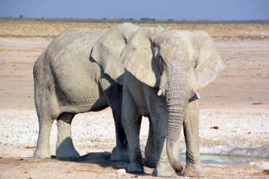 Beyaz çamura bulanmış bir fil görüntüsü (Etosha Ulusal Parkı) Namibya Afrika 