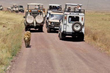 NGORONGORO TANZANIA - 22 Ekim 2010 'da Ngorongoro Krateri Tamzanya' da safarinin sıradan bir gününde aslana benzeyen bir arabada bazı turistlerin fotoğrafı