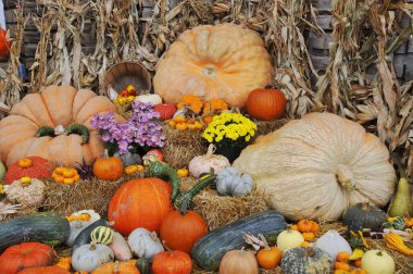 Piyasada dekoratif balkabağı ve çiçek çeşitleri var. 