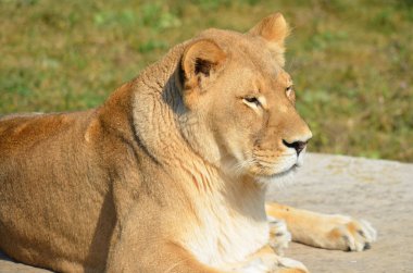 Aslan, Panthera cinsindeki dört büyük kediden biridir ve Felidae familyasının bir üyesidir. Bazı erkekler 250 kg ağırlığı (550 lb) aşarak kaplandan sonra yaşayan en büyük ikinci kedidir.