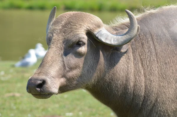 Búfalo Campo — Fotografia de Stock