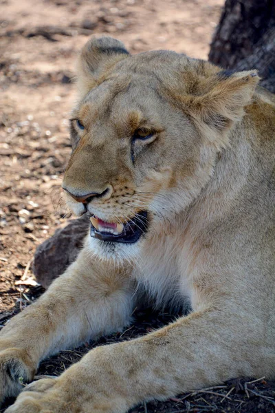 Aslan Panthera Cinsindeki Dört Büyük Kediden Biridir Felidae Familyasının Bir — Stok fotoğraf