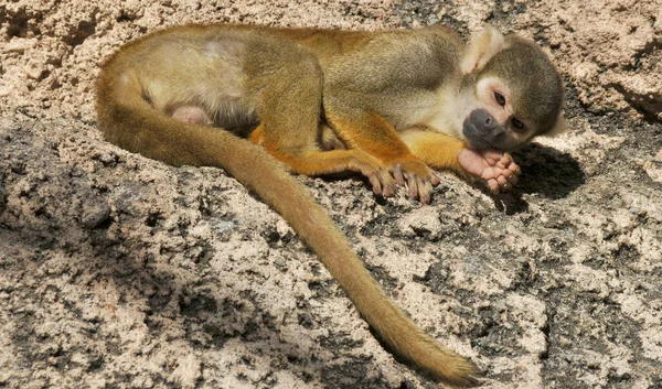 Słodkie Wiewiórka Małpa Zoo — Zdjęcie stockowe