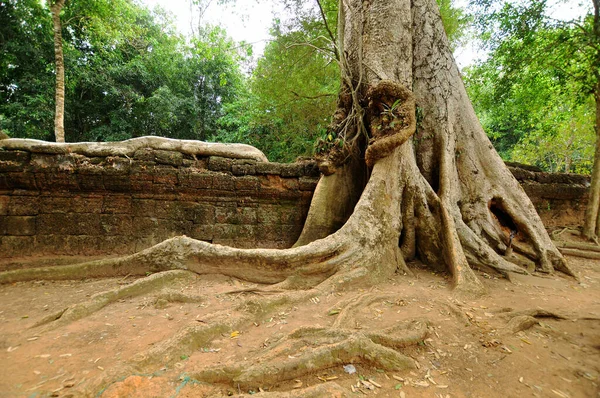 Gammalt Träd Vid Angkor Wat Siem Skörd Kambodja — Stockfoto