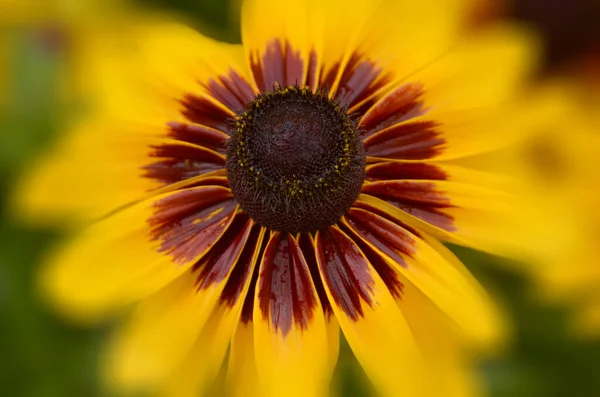 Rudbeckia Género Plantas Con Flores Perteneciente Familia Asteraceae Las Especies — Foto de Stock