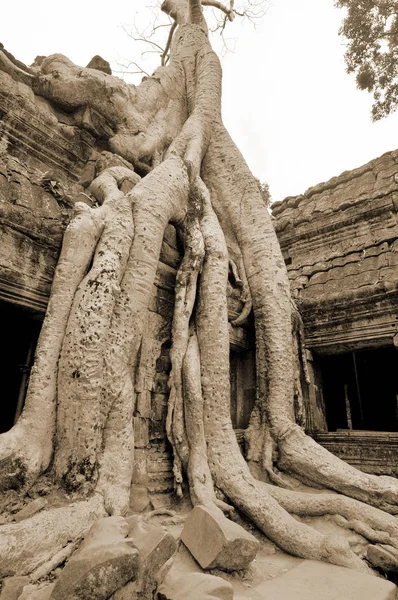 Angkor Wat Siem Reap Cambodge — Photo