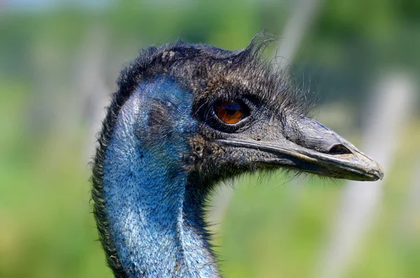 Emu Maior Ave Nativa Austrália Único Membro Existente Gênero Dromaius — Fotografia de Stock