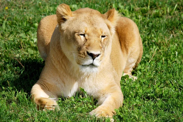 Leão Dos Quatro Grandes Felinos Gênero Panthera Membro Família Felidae — Fotografia de Stock