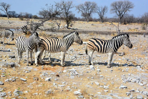 Zebras are several species of African equids (horse family) united by their distinctive black and white stripes. (Etosha National Park) Namibia Africa