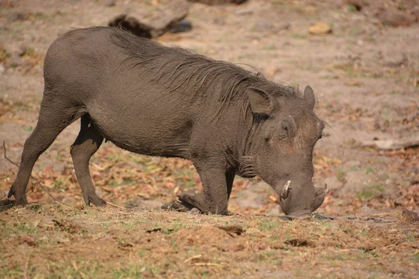 Facocero Facocero Comune Phacochoerus Africanus Membro Selvatico Della Famiglia Dei — Foto Stock