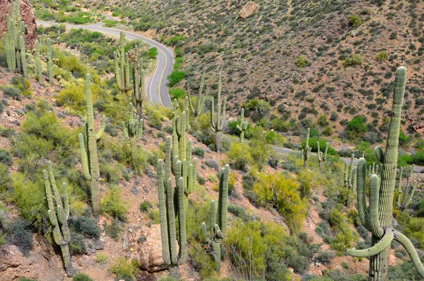 Saguaro at the Tonto National Forest, encompassing 2,873,200 acres (1,162,700 ha), is the largest of the six national forests in Arizona and is the fifth largest national forest in the United States.