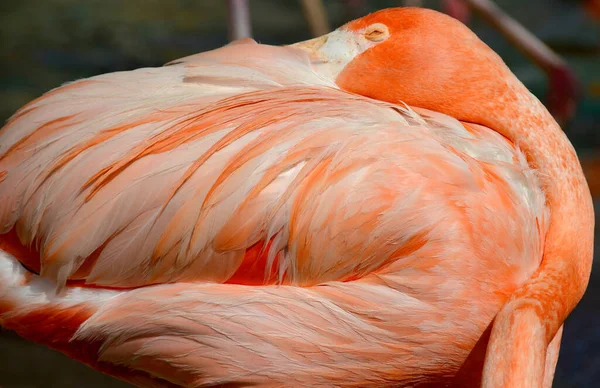 Flamingos Oder Flamingos Sind Eine Art Watvogel Die Einzige Gattung — Stockfoto