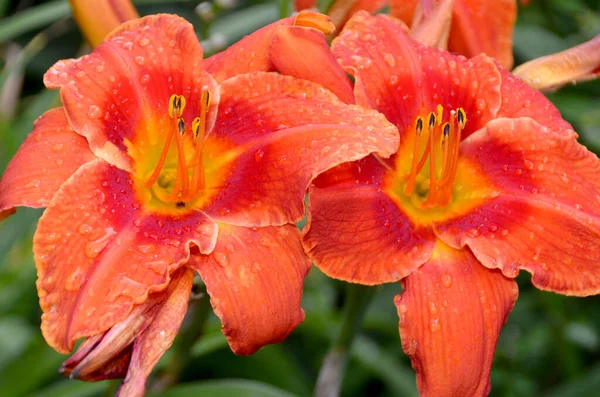 Lilium Gerçek Zambaklar Tüm Büyük Önemli Çiçekleri Olan Ampullerden Büyüyen — Stok fotoğraf