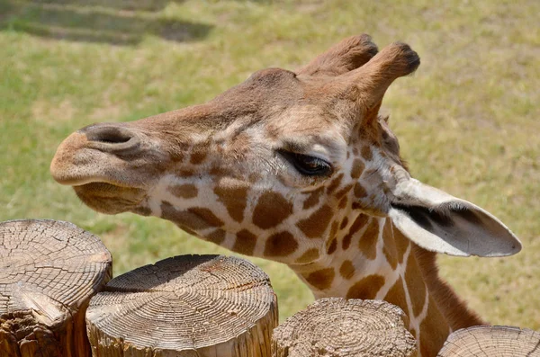 Girafe Est Mammifère Ongulé Africain Doigts Pairs Grand Animal Terrestre — Photo