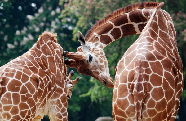 Жираф Giraffa Camelopardalis Африканское Копытное Копытное Млекопитающее Самое Высокое Ныне — стоковое фото