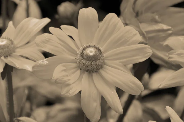 デイジーの花を閉じて — ストック写真