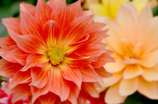 Dahlia Kwiat Ogrodzie Zbliżenie — Zdjęcie stockowe