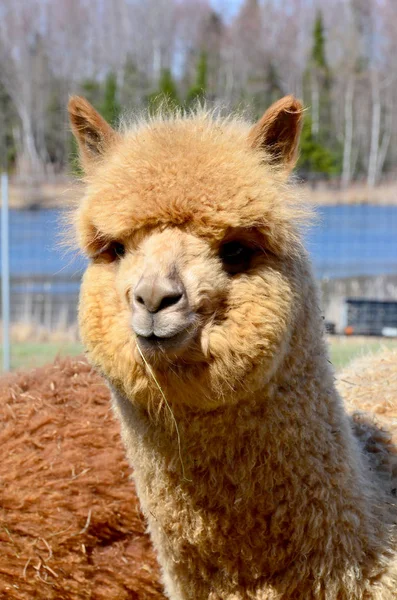 Alpaca Vicugna Pacos Одомашненный Вид Южноамериканского Камелида Похож Маленькую Ламу — стоковое фото