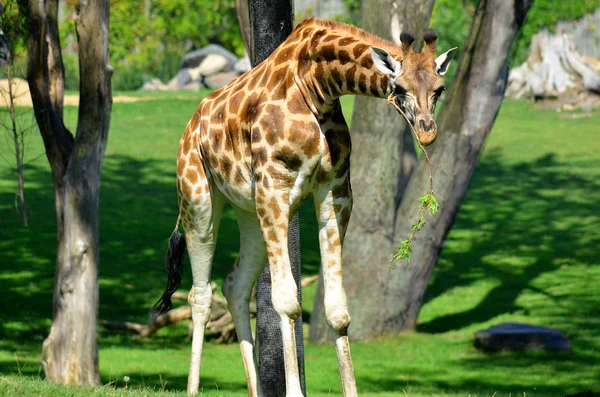 Żyrafa Giraffa Camelopardalis Jest Afrykańskim Ssakiem Kopytnym Równymi Palcami Najwyższym — Zdjęcie stockowe