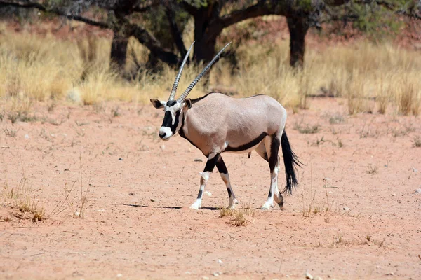 Gemsbock Gemsbock Oryx Gazella Namib Naukluft 공원은 나미브 사막의 세계에서 — 스톡 사진