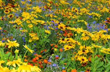 Rudbeckia. Türler genellikle koni çiçekleri ve siyah gözlü susanlar olarak adlandırılır; hepsi Kuzey Amerika 'ya özgüdür ve birçok tür gösterişli sarı veya altın çiçekli başları için bahçelerde yetiştirilir..
