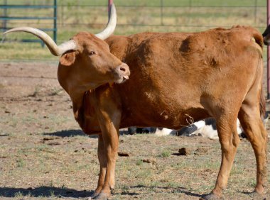 Teksas Longhorn, öküz ve istisnai inekler için bahşiş olarak 7 feet (2.1 m) uzunluğuna kadar uzanan, karakteristik boynuzlarıyla bilinen bir sığır cinsidir..