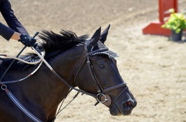 BROMONT-CANADA JULY 29: Unknown rider on a horse during 2011, INTERNATIONAL BROMONT on July 29, 2011 At the Equestrian 1976 Montreal Olympic Park.