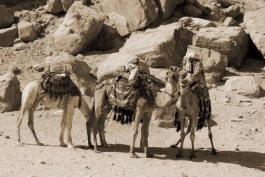 Petra-Ürdün 25 Numara: Kimliği belirsiz adam 25 Kasım 2009 Petra, Ürdün 'de deve gezisi için turist arıyor. Yolculuk 20 jd tuttu. Petra, Nabataean krallığının etkileyici başkentiydi..