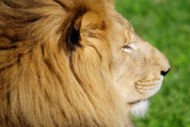 Aslan, Panthera cinsindeki dört büyük kediden biridir ve Felidae familyasının bir üyesidir. Bazı erkekler 250 kg ağırlığı (550 lb) aşarak kaplandan sonra yaşayan en büyük ikinci kedidir.