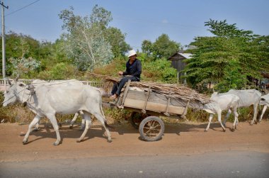 KAMPONG THUM CAMBODIA MARCH 26 Mart 2013 'te Kampong Thum Kamboçya' da bir araba çeken inekler. Su bufalosu ya da inekler tarafından çekilen araba. Kamboçya 'nın kırsal kesimlerinde at arabaları yaygın olarak görülür.