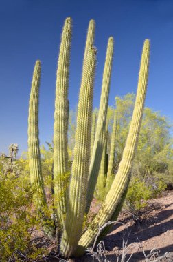 Organ Boru Kaktüsü (